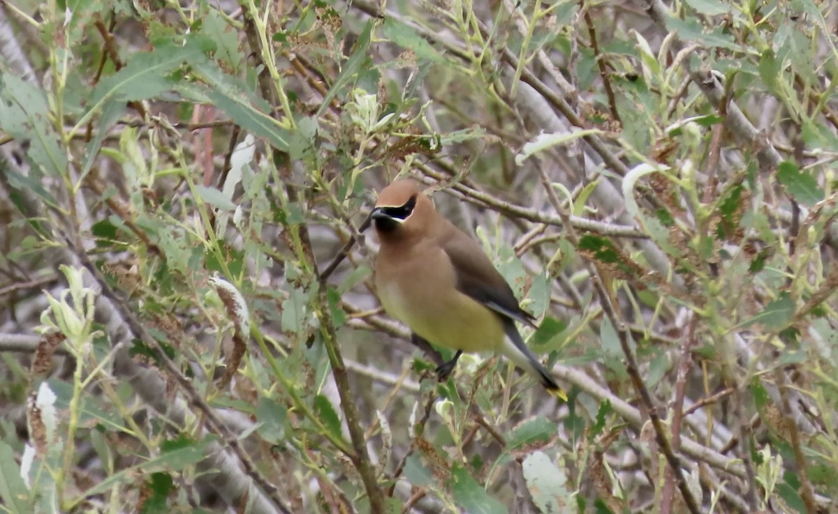 Cedar Waxwing - ML654871761