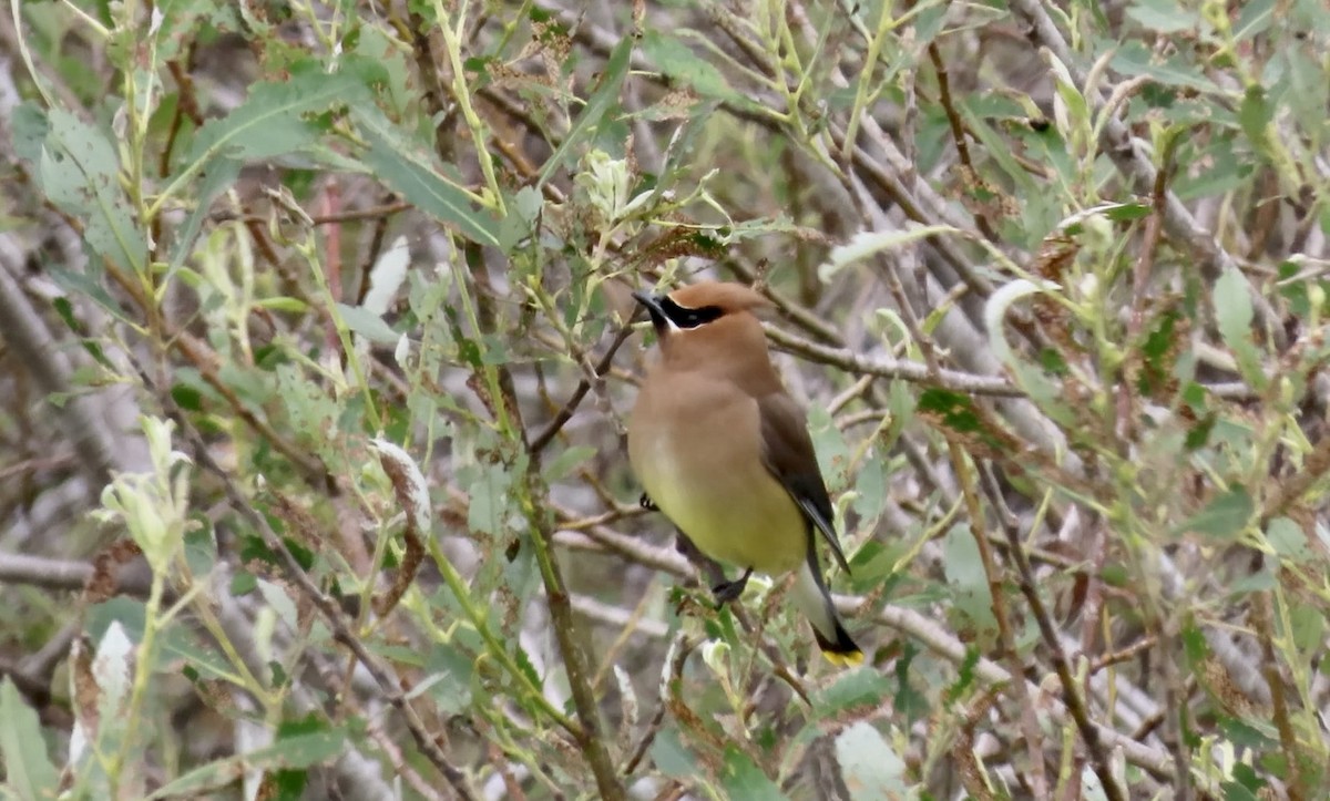 Cedar Waxwing - ML654871767