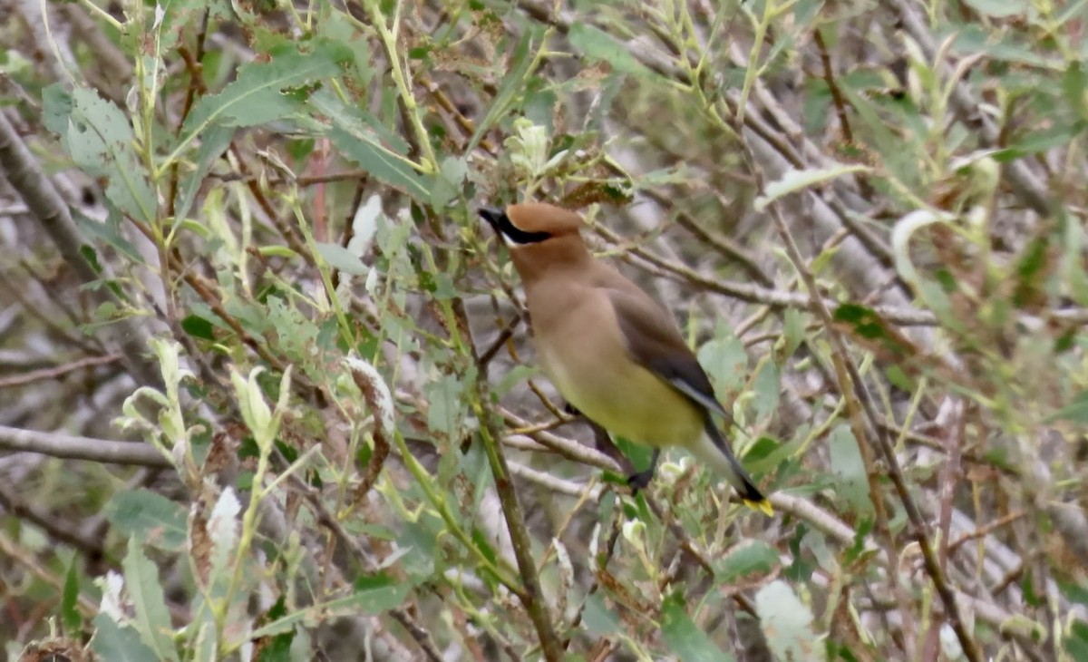 Cedar Waxwing - ML654871773