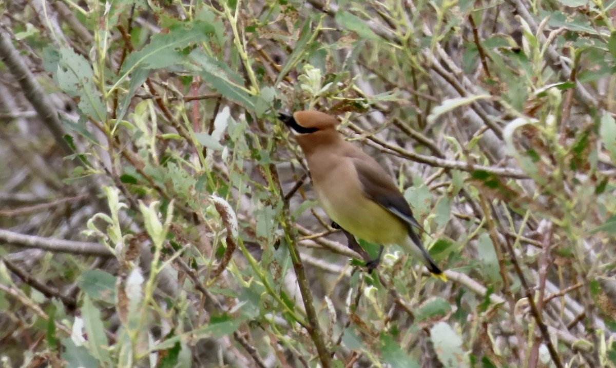 Cedar Waxwing - ML654871775