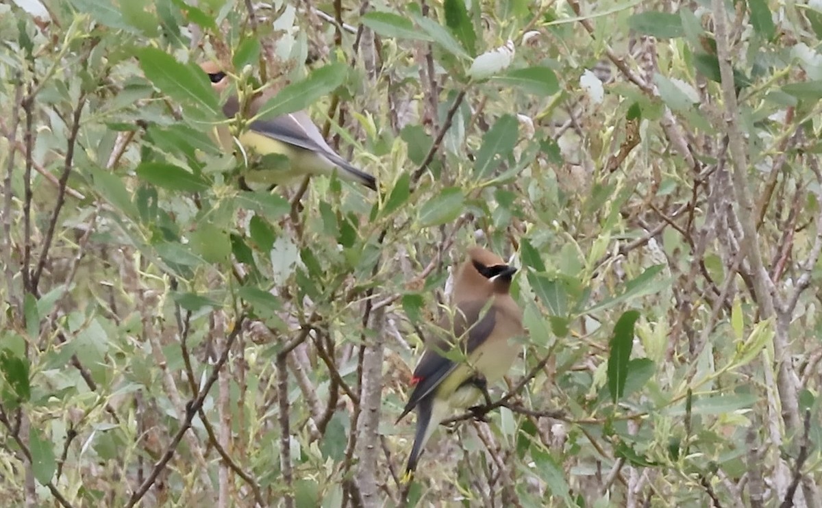 Cedar Waxwing - ML654871780
