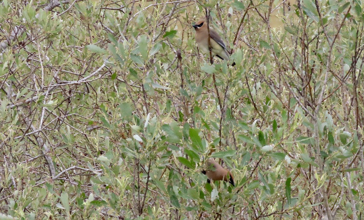 Cedar Waxwing - ML654871784