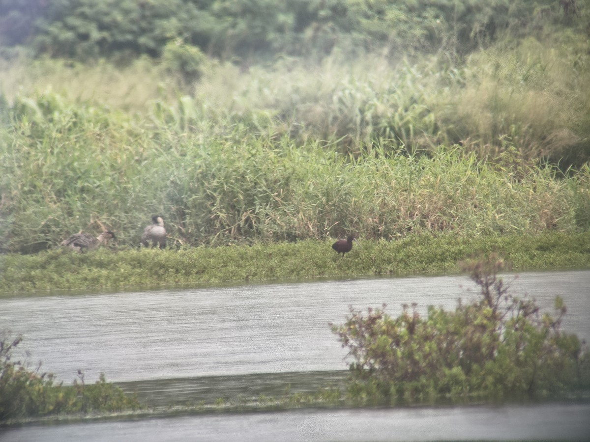 White-faced Ibis - ML654871833