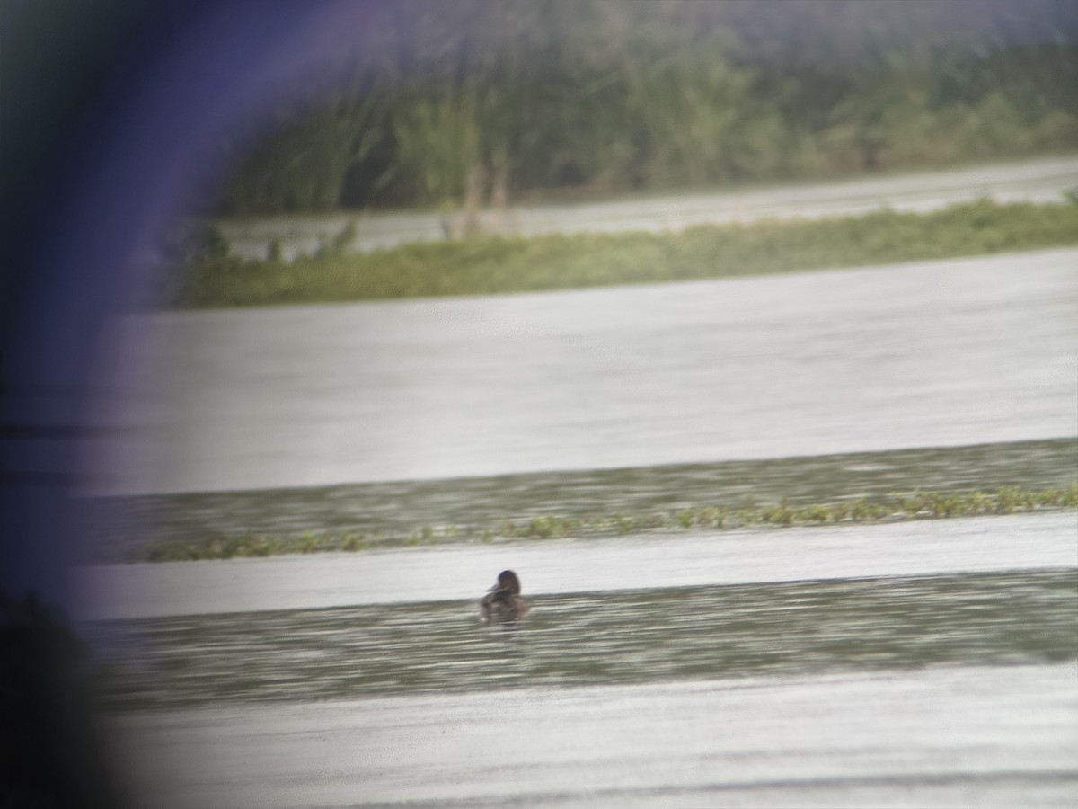 Lesser Scaup - ML654871837