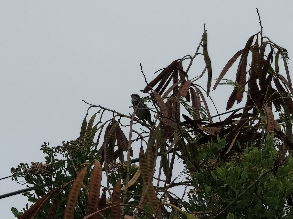 Japanese Bush Warbler - ML654871843