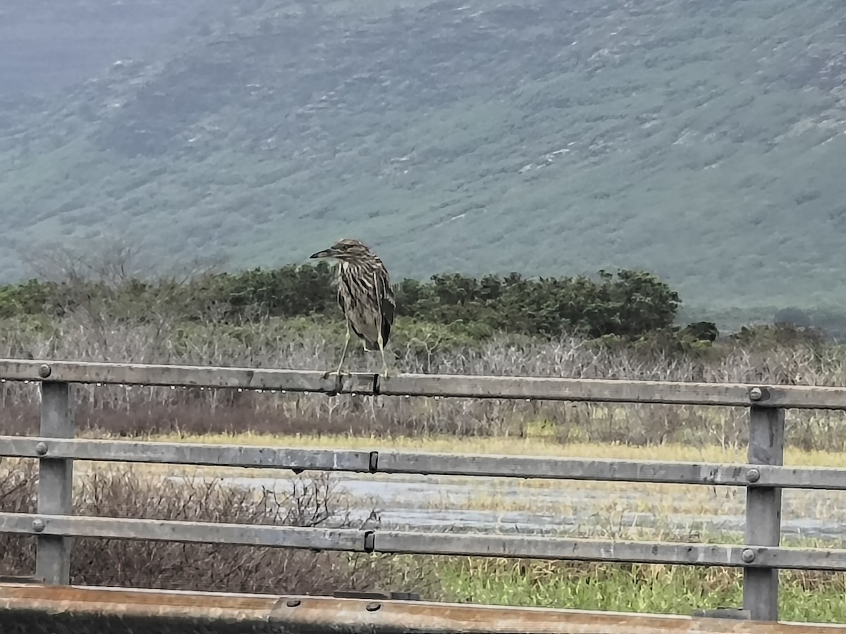 Black-crowned Night Heron - ML654871848