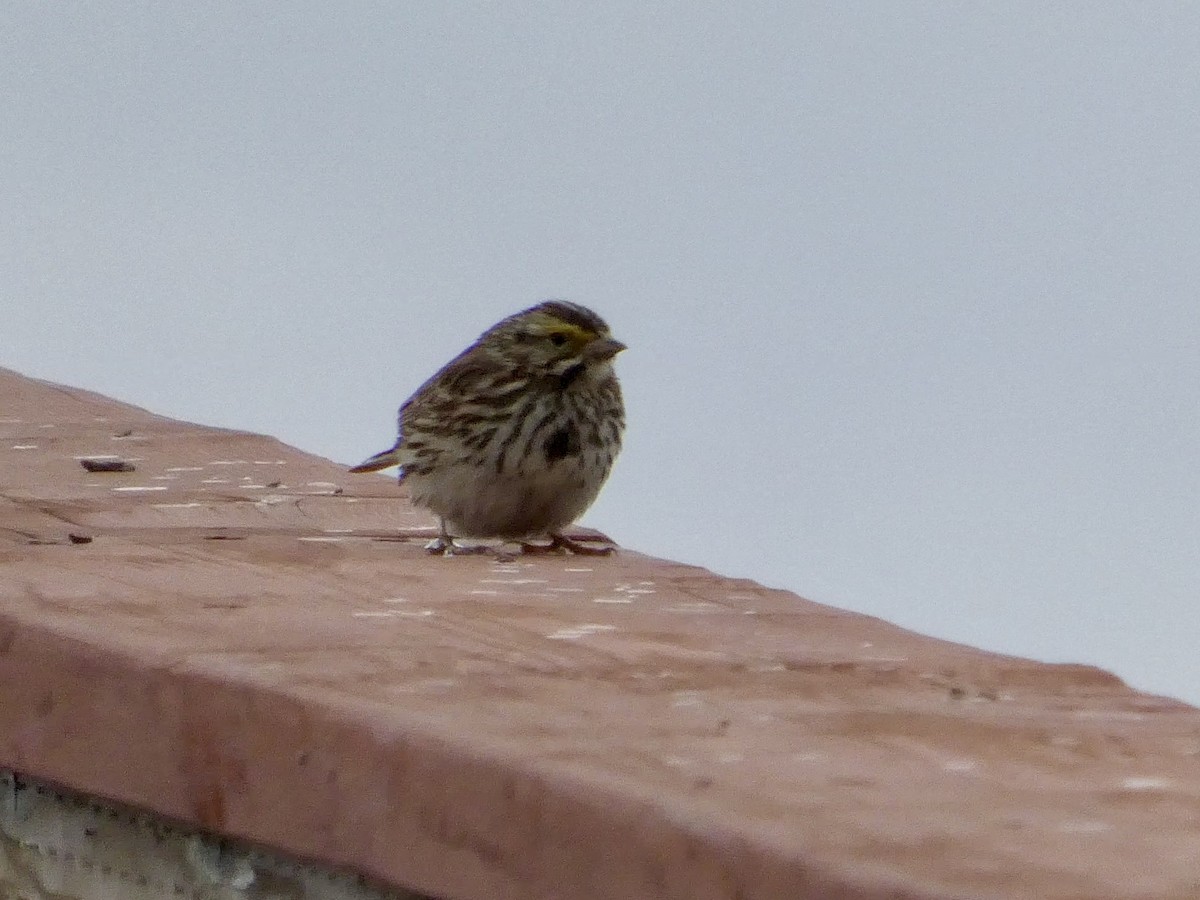 Savannah Sparrow - ML654871893