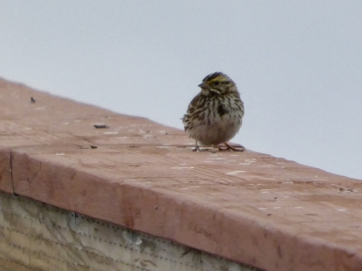 Savannah Sparrow - ML654871894