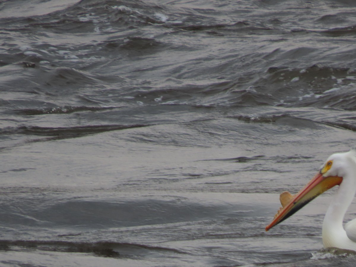 American White Pelican - ML654871922