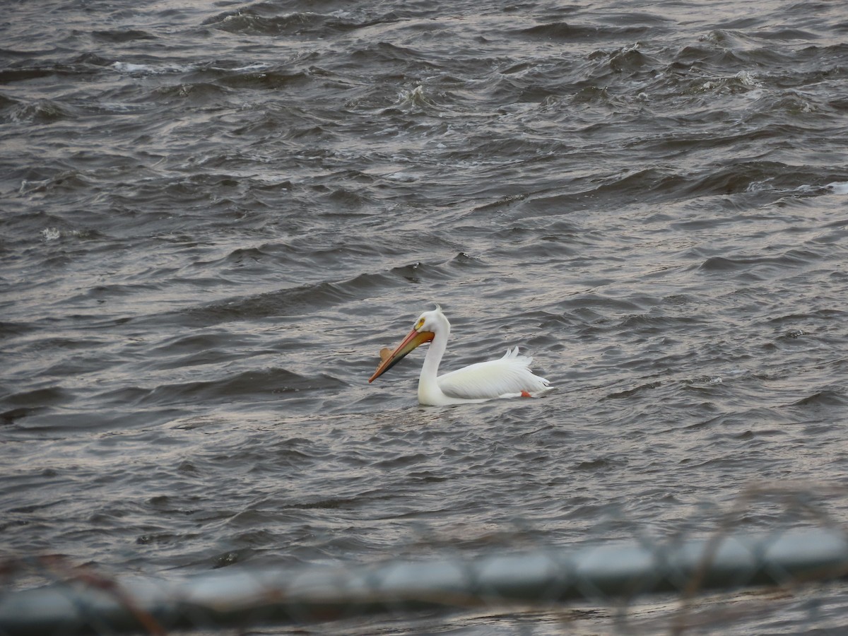 American White Pelican - ML654871923
