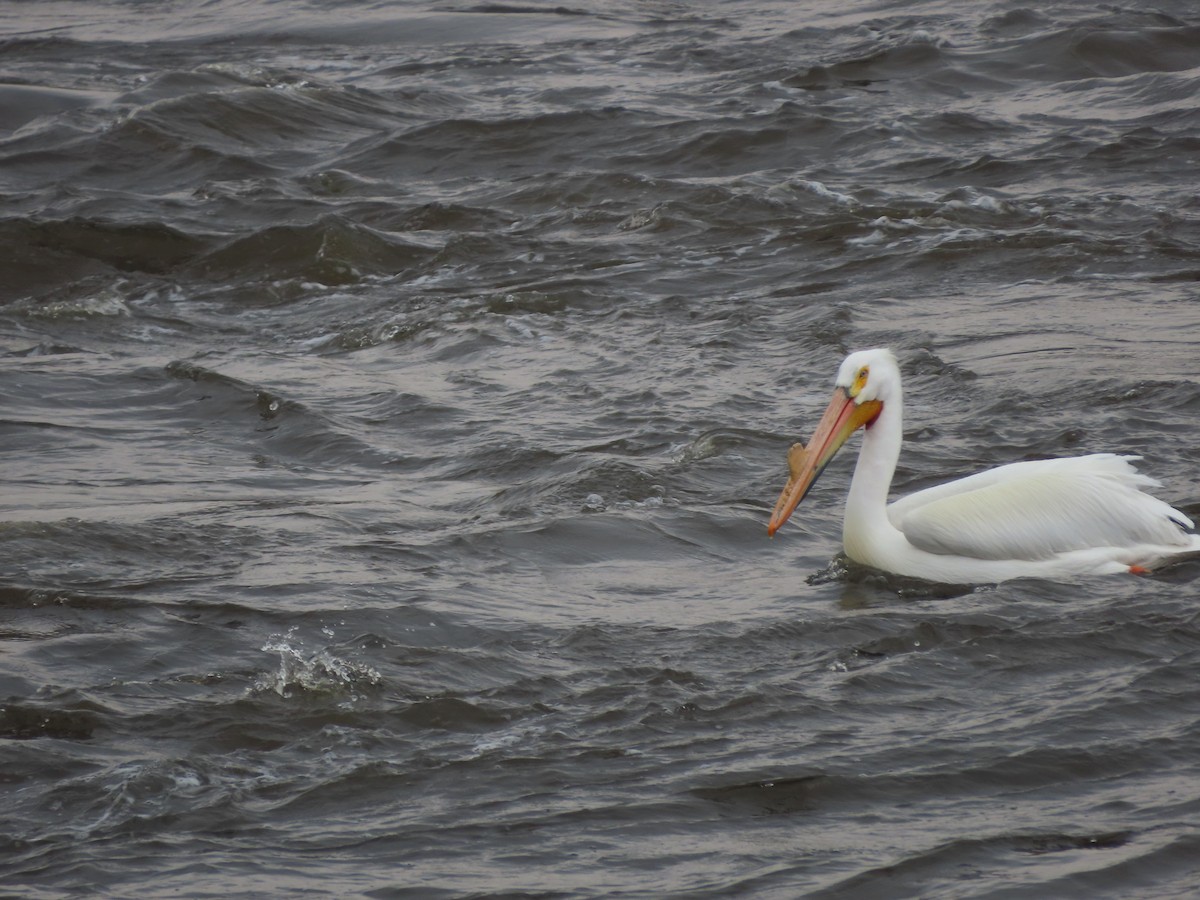 American White Pelican - ML654871924