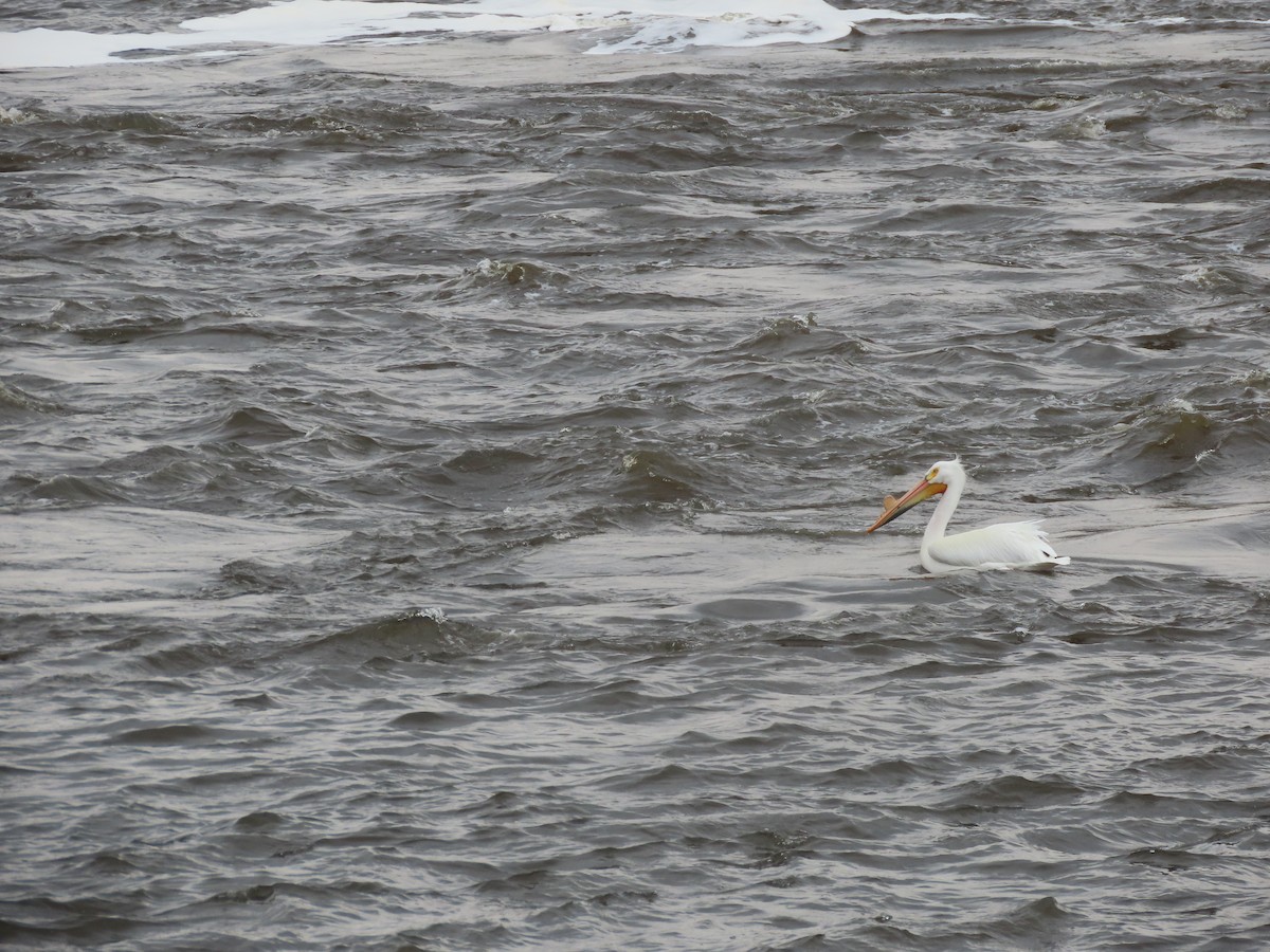 American White Pelican - ML654871925