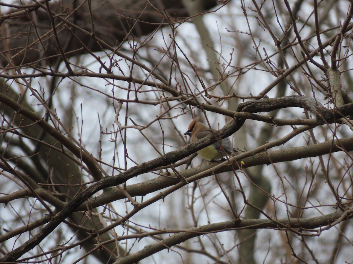 Cedar Waxwing - ML654871930