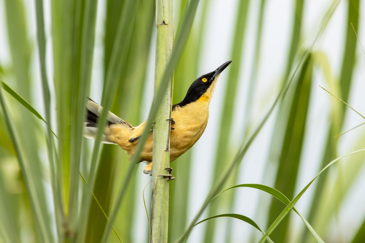 Black-capped Donacobius - ML654871941