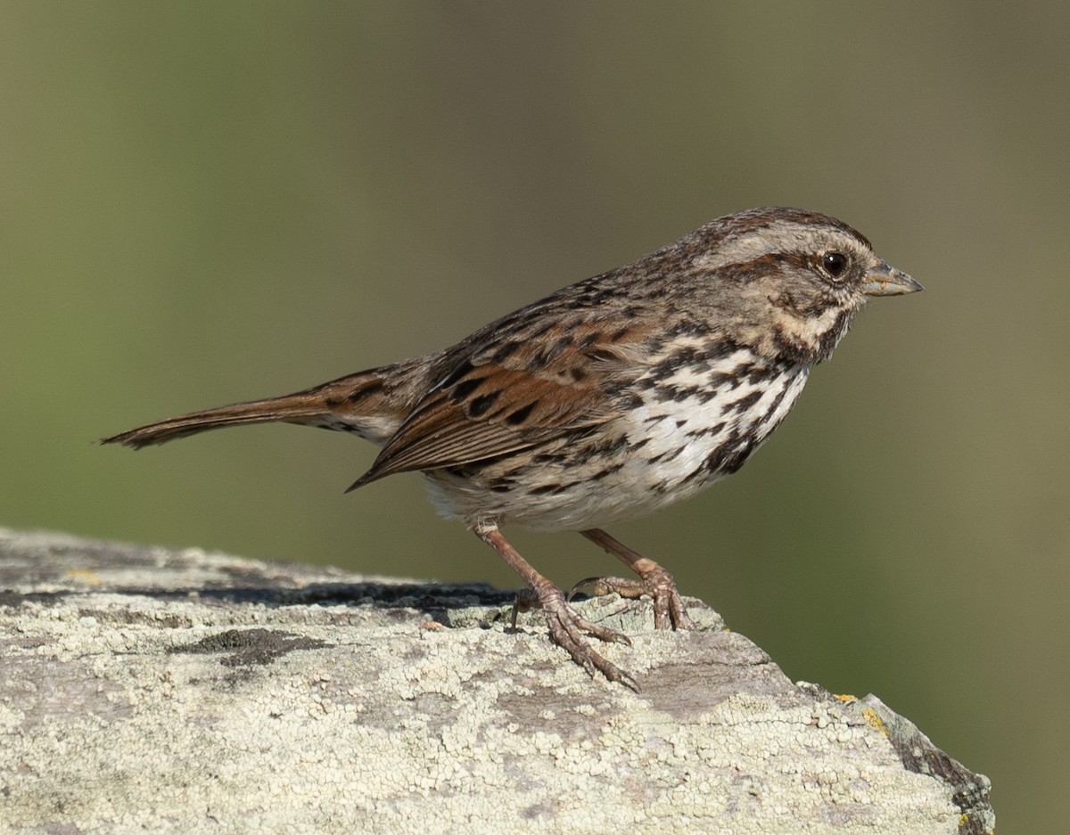 Song Sparrow - ML654872067