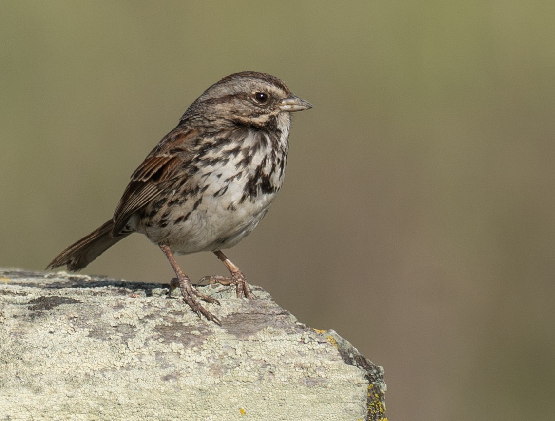 Song Sparrow - ML654872068