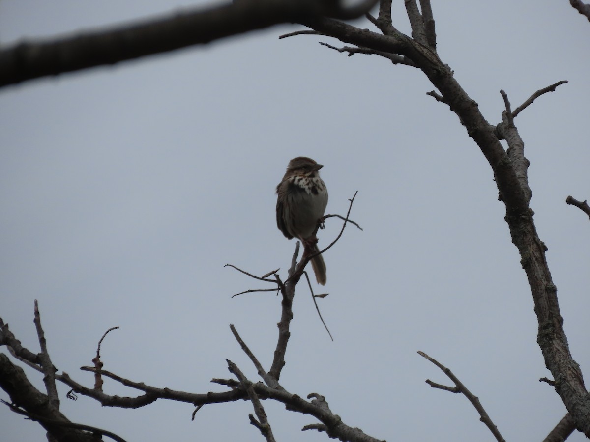 Song Sparrow - ML654872092
