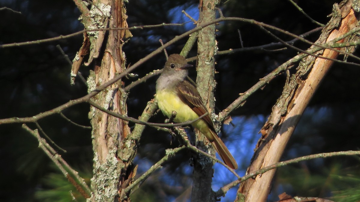 Great Crested Flycatcher - David and Regan Goodyear