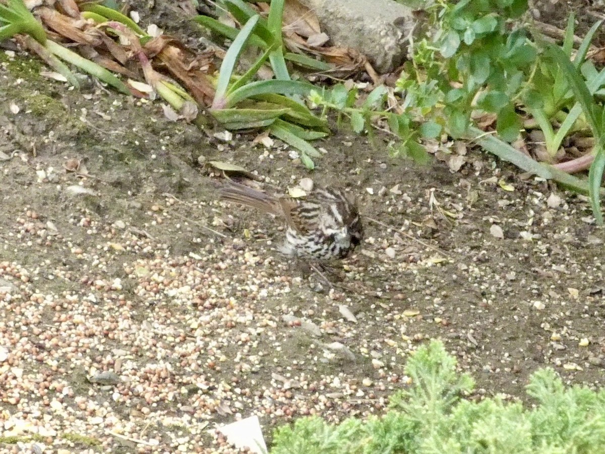 Song Sparrow - ML654872181