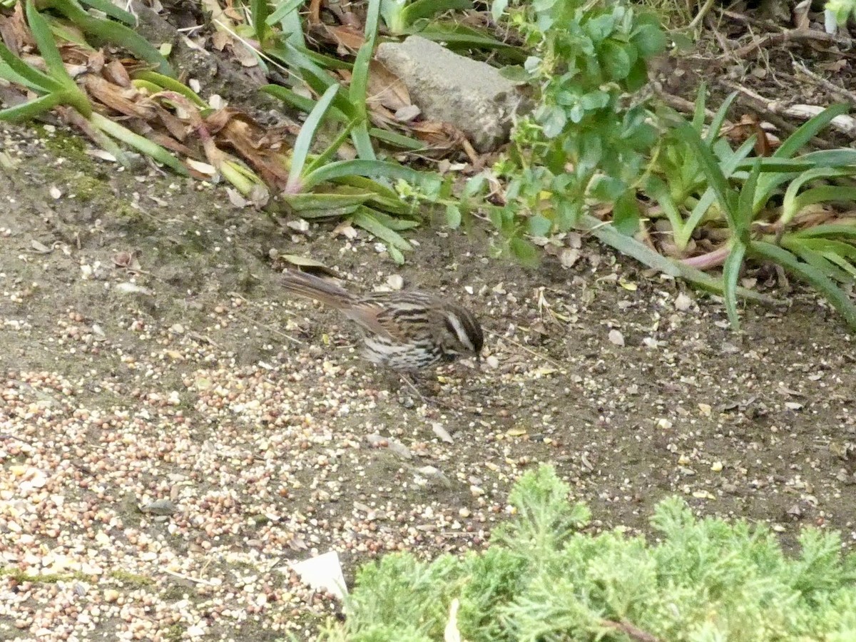 Song Sparrow - ML654872182