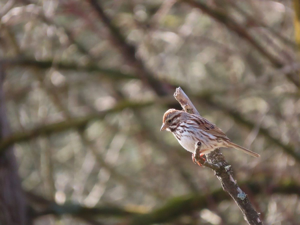 Song Sparrow - ML654872311