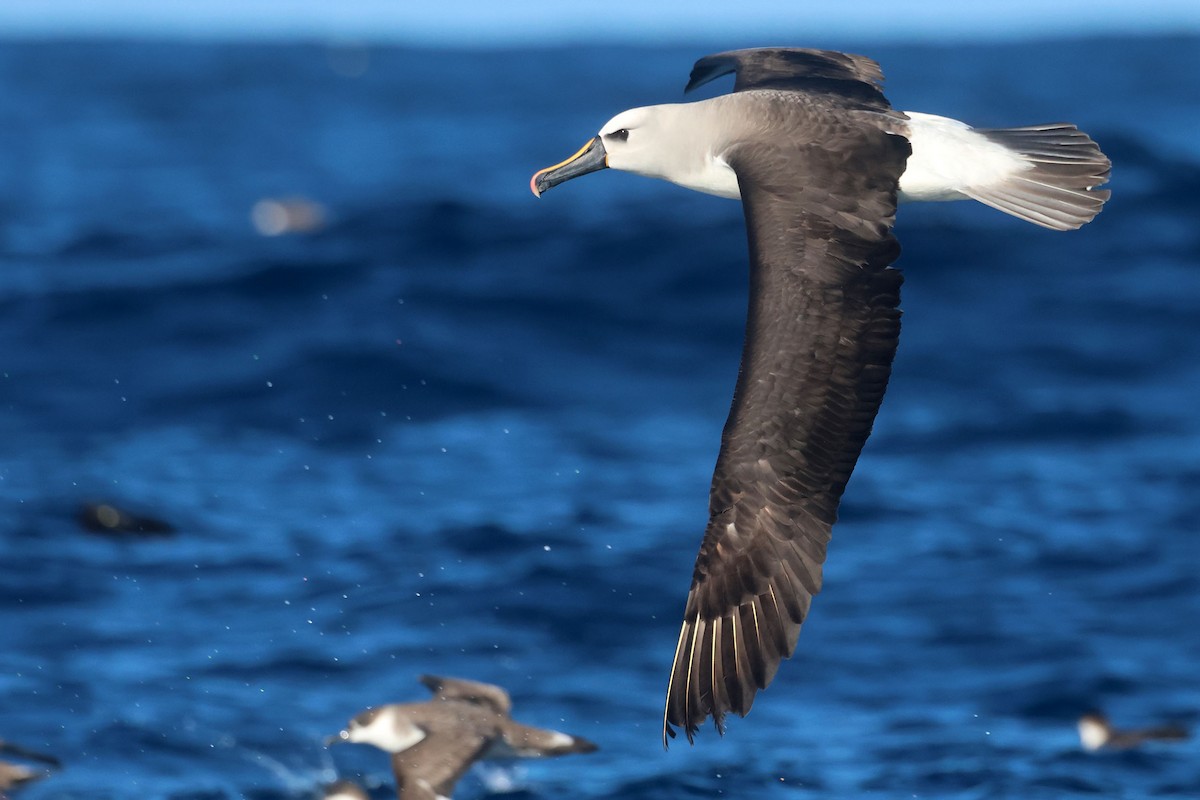 Atlantic Yellow-nosed Albatross - ML654872587