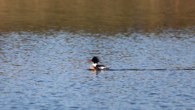Red-breasted Merganser - ML654873083