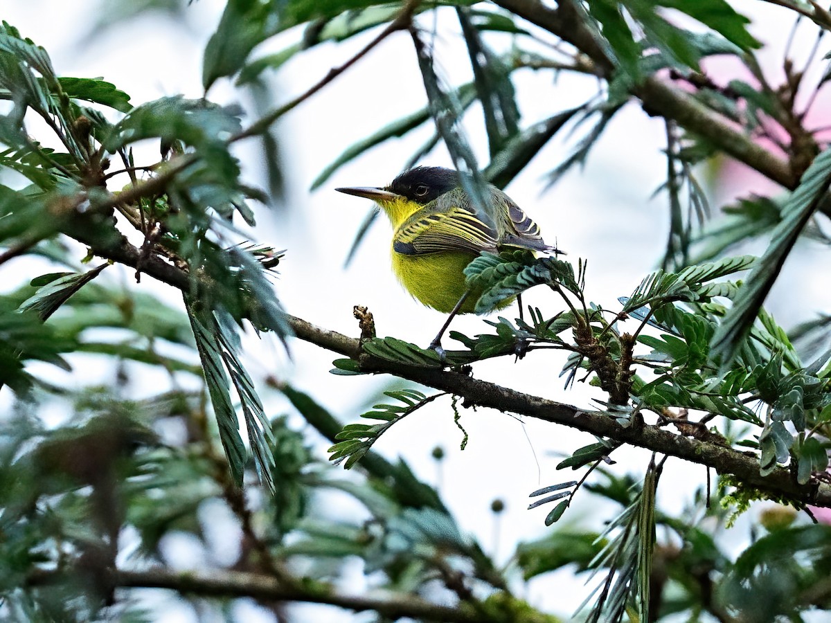 Common Tody-Flycatcher - ML654873145