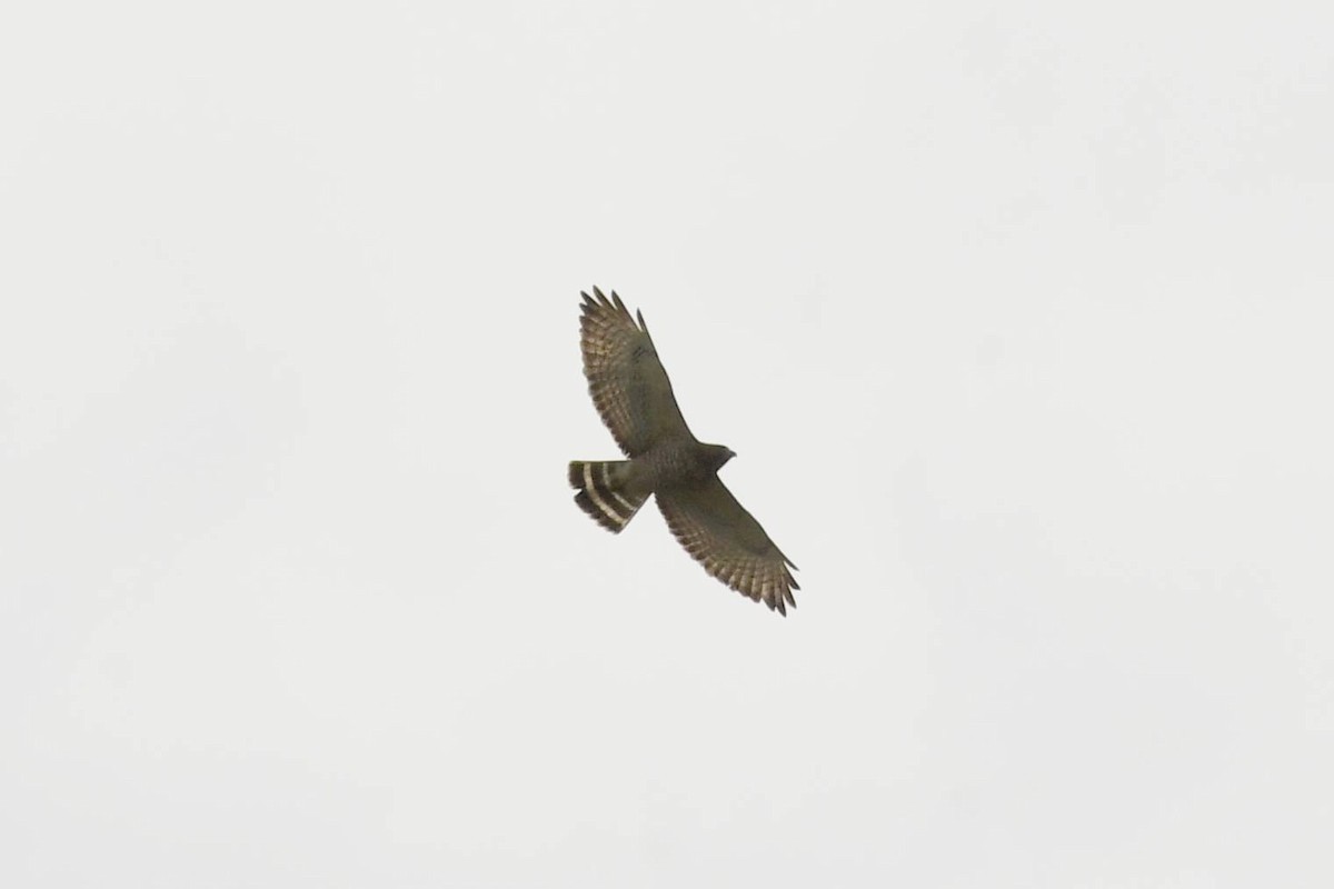 Breitflügelbussard - ML654873175