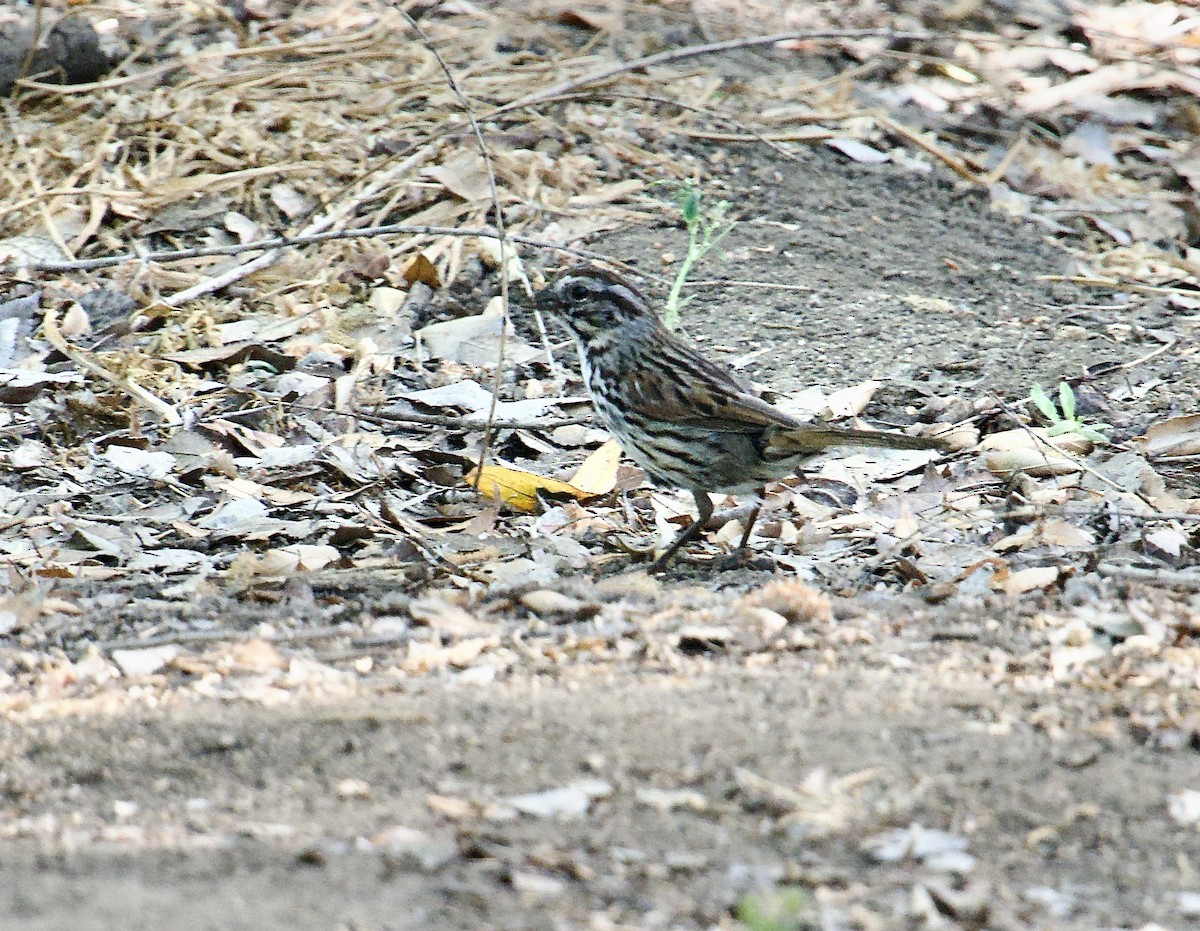 Song Sparrow - ML654873491