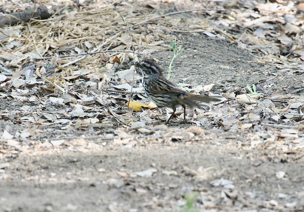 Song Sparrow - ML654873493