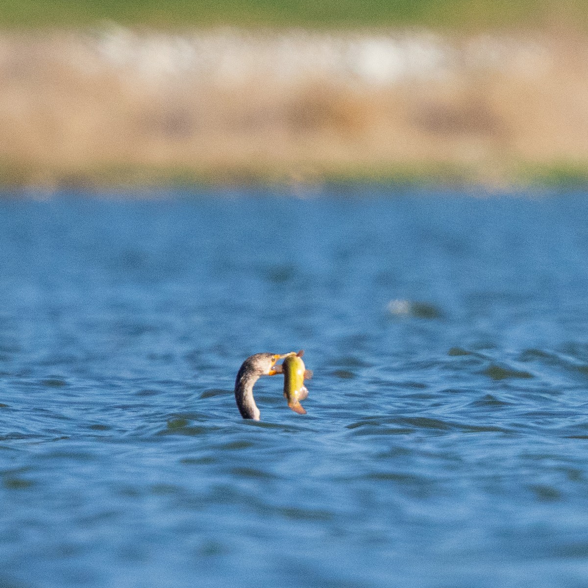Double-crested Cormorant - ML654873595