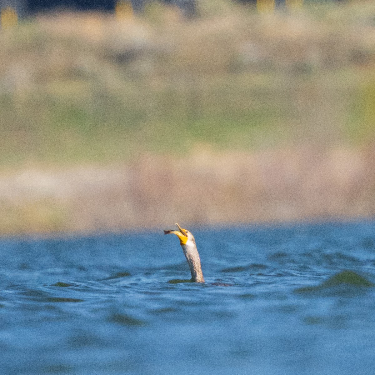 Double-crested Cormorant - ML654873597