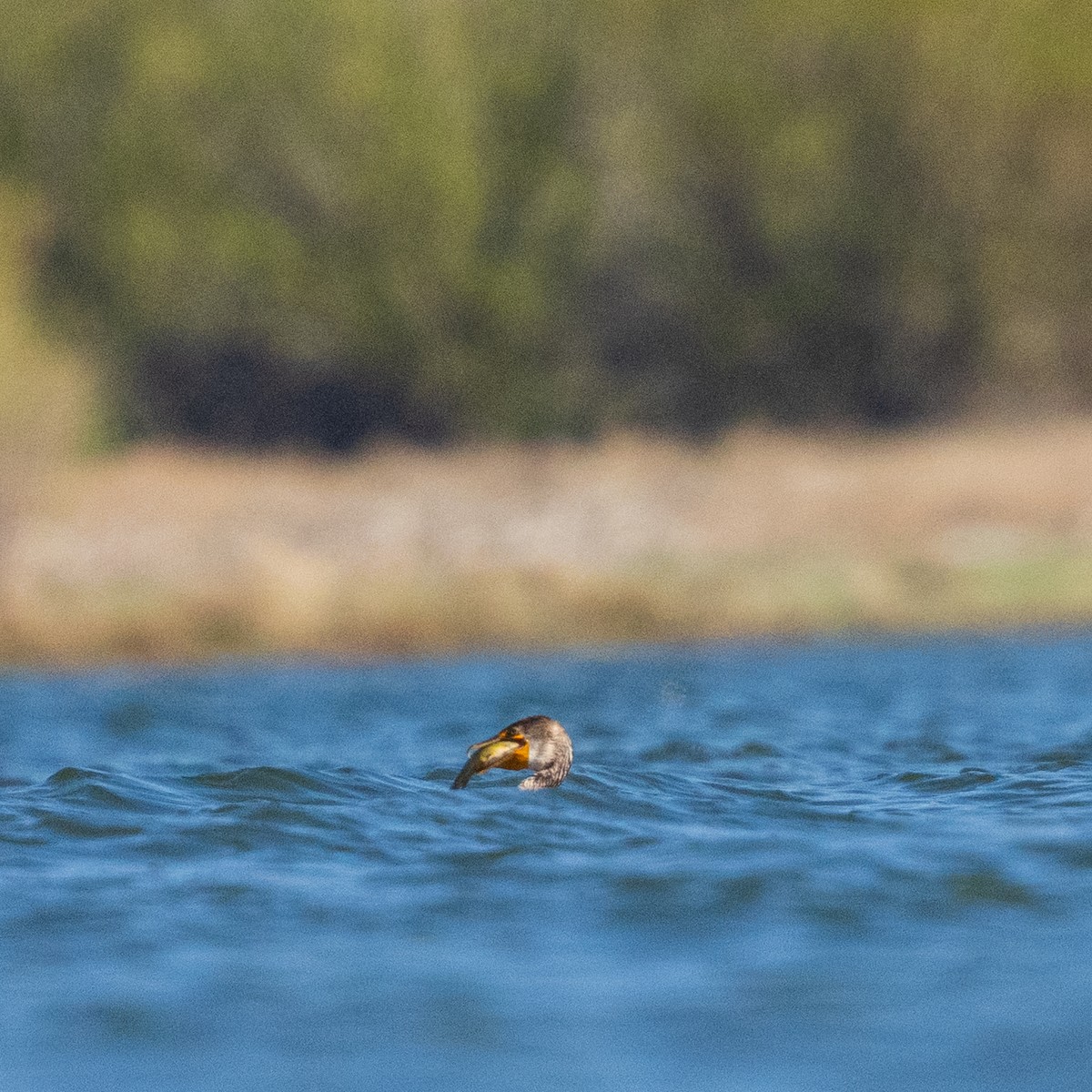 Double-crested Cormorant - ML654873598