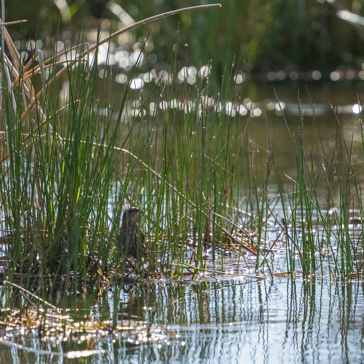 Red-winged Blackbird - ML654873630