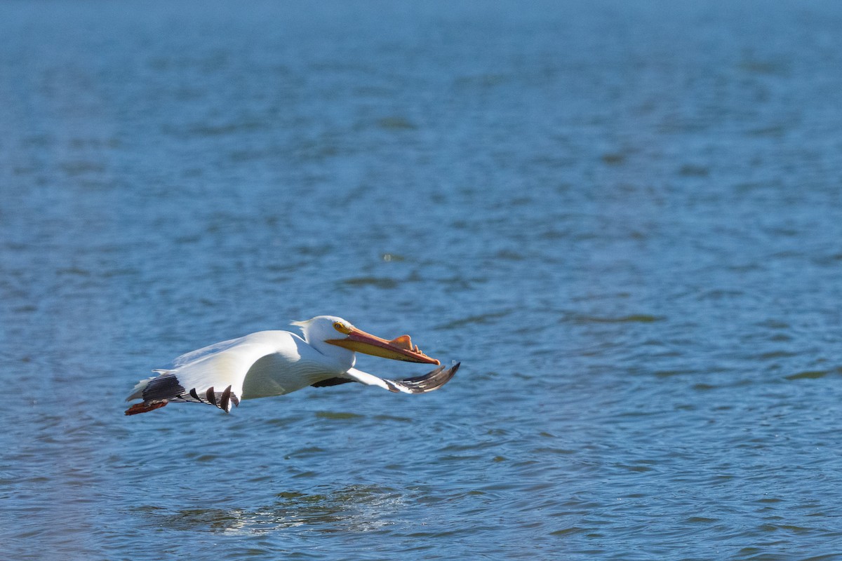 American White Pelican - ML654873650