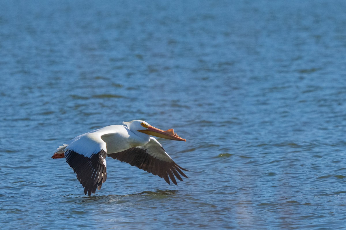 American White Pelican - ML654873651