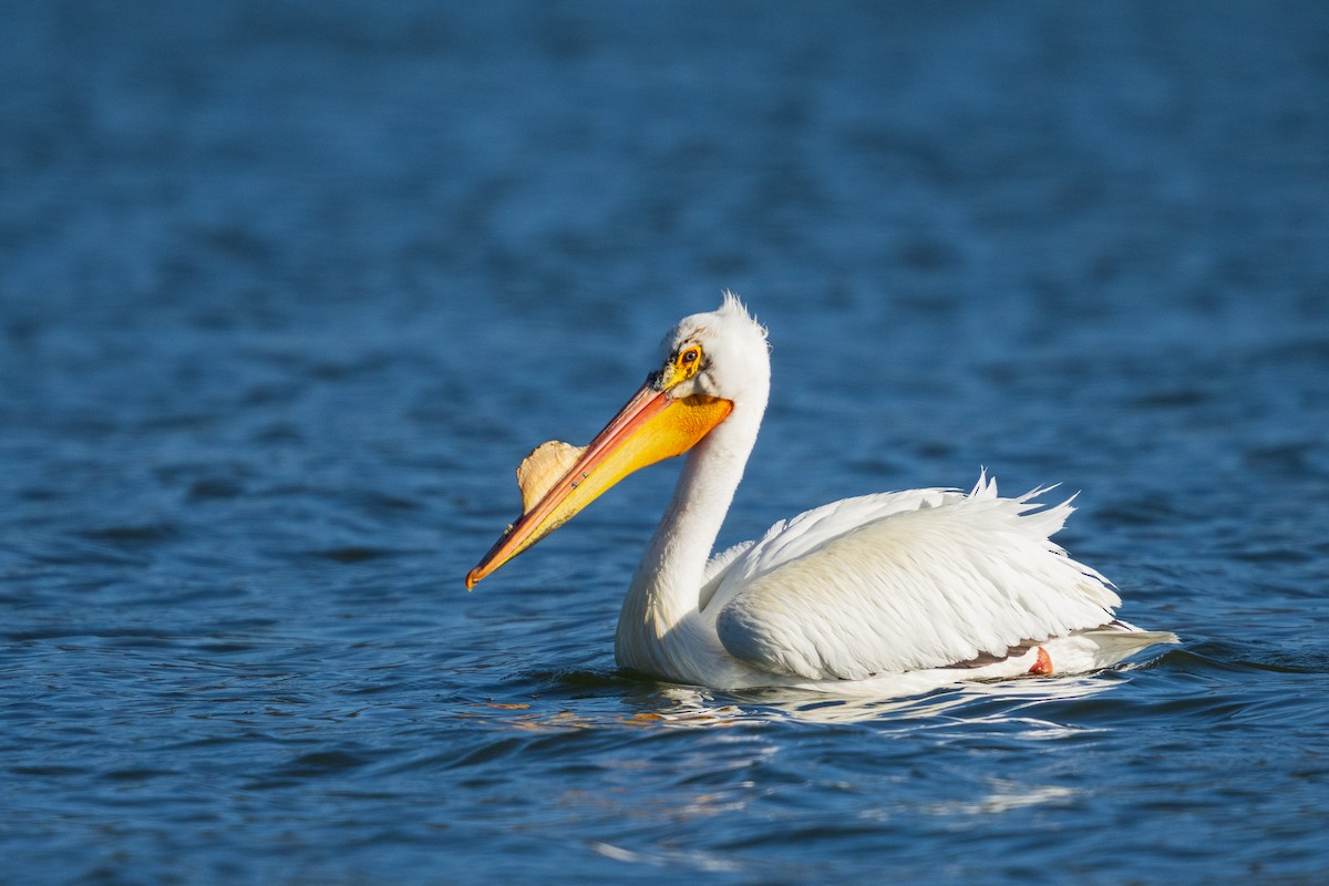 American White Pelican - ML654873652