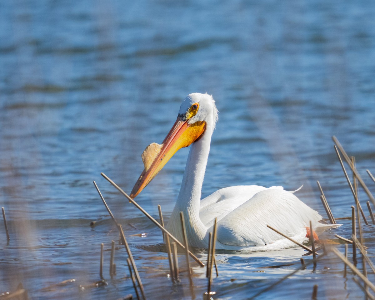American White Pelican - ML654873653