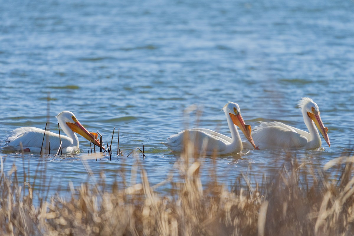 American White Pelican - ML654873654