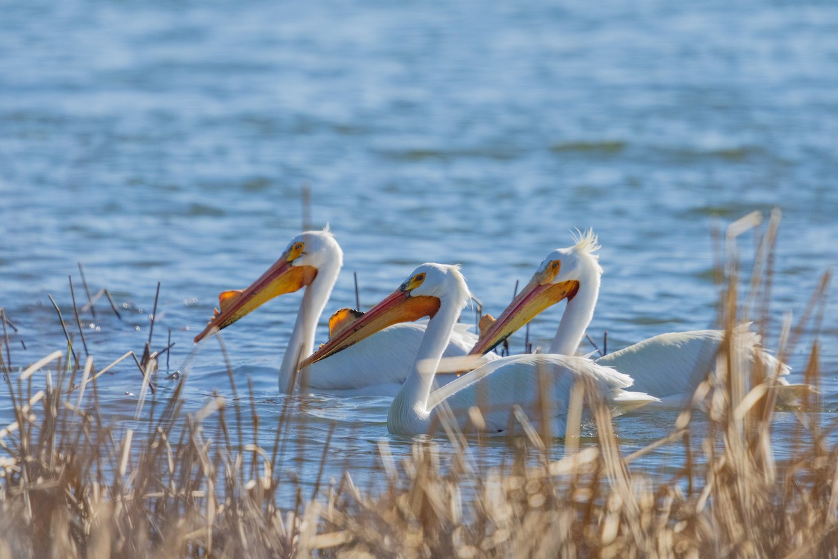 American White Pelican - ML654873655