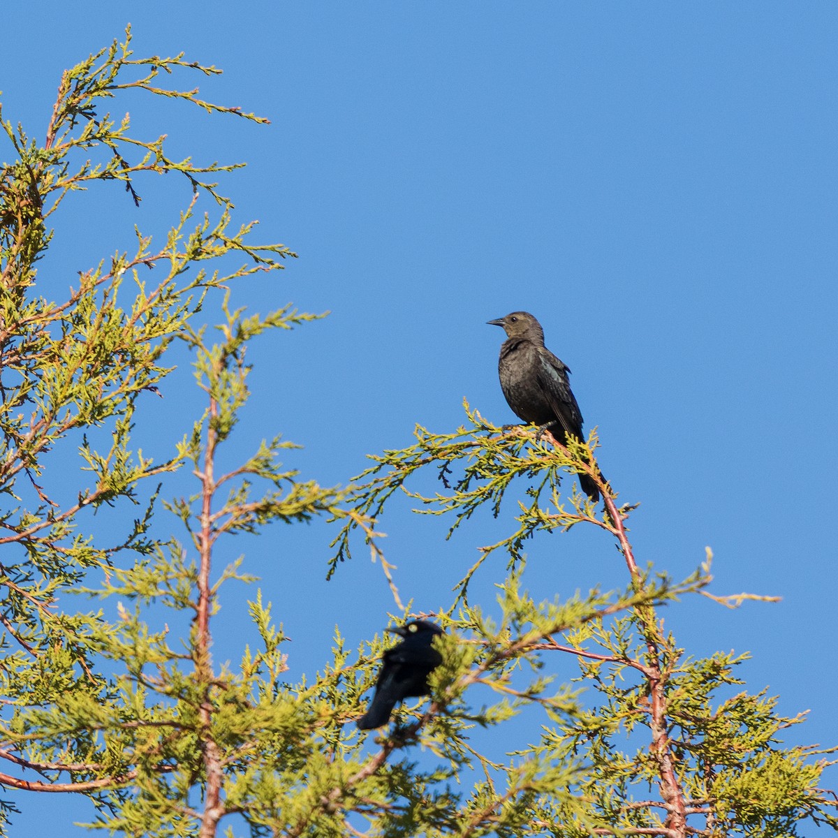 Brewer's Blackbird - ML654873716