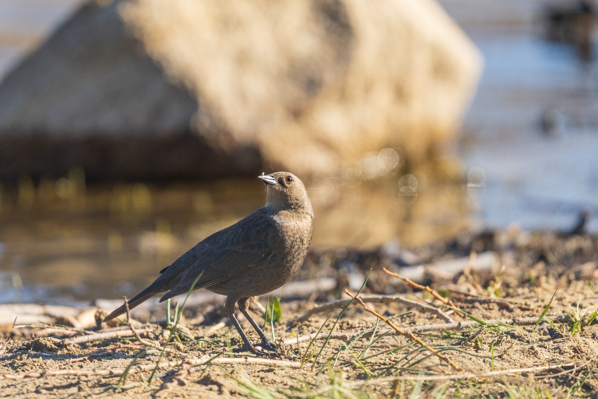 Brewer's Blackbird - ML654873717
