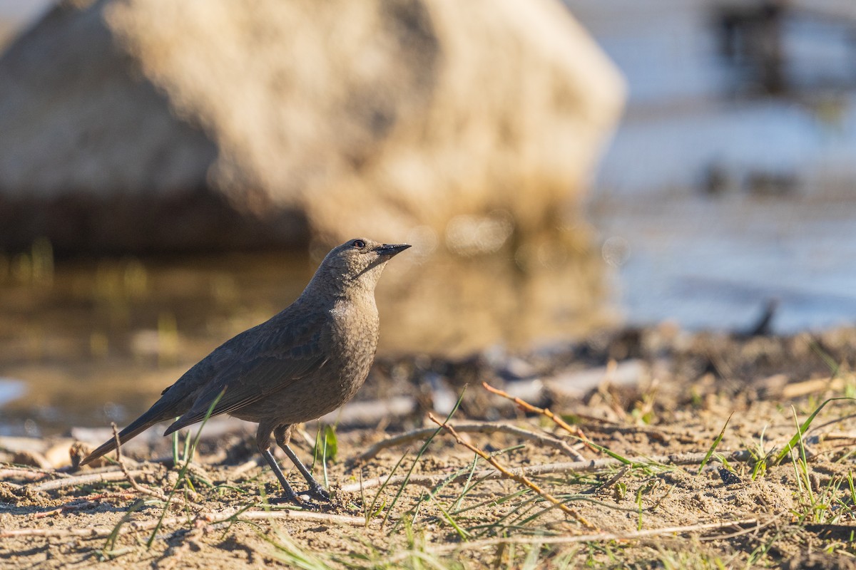 Brewer's Blackbird - ML654873718