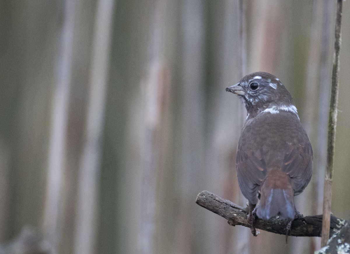 Song Sparrow - ML654874406