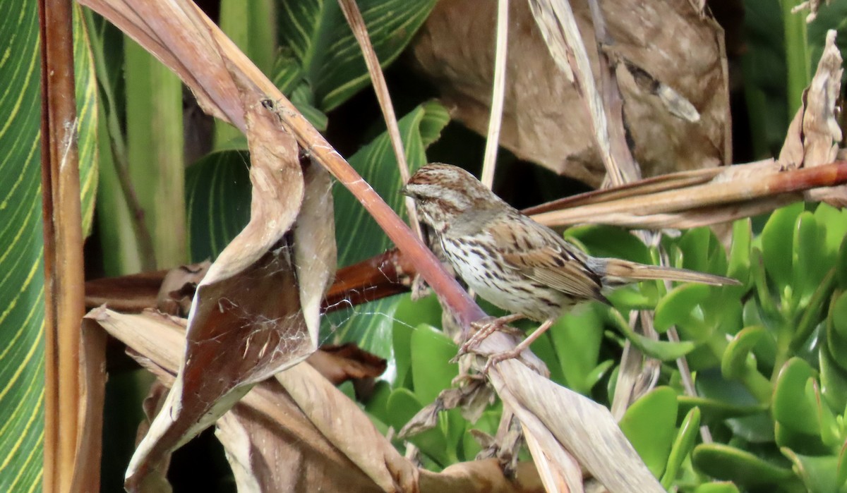 Song Sparrow - ML654875354