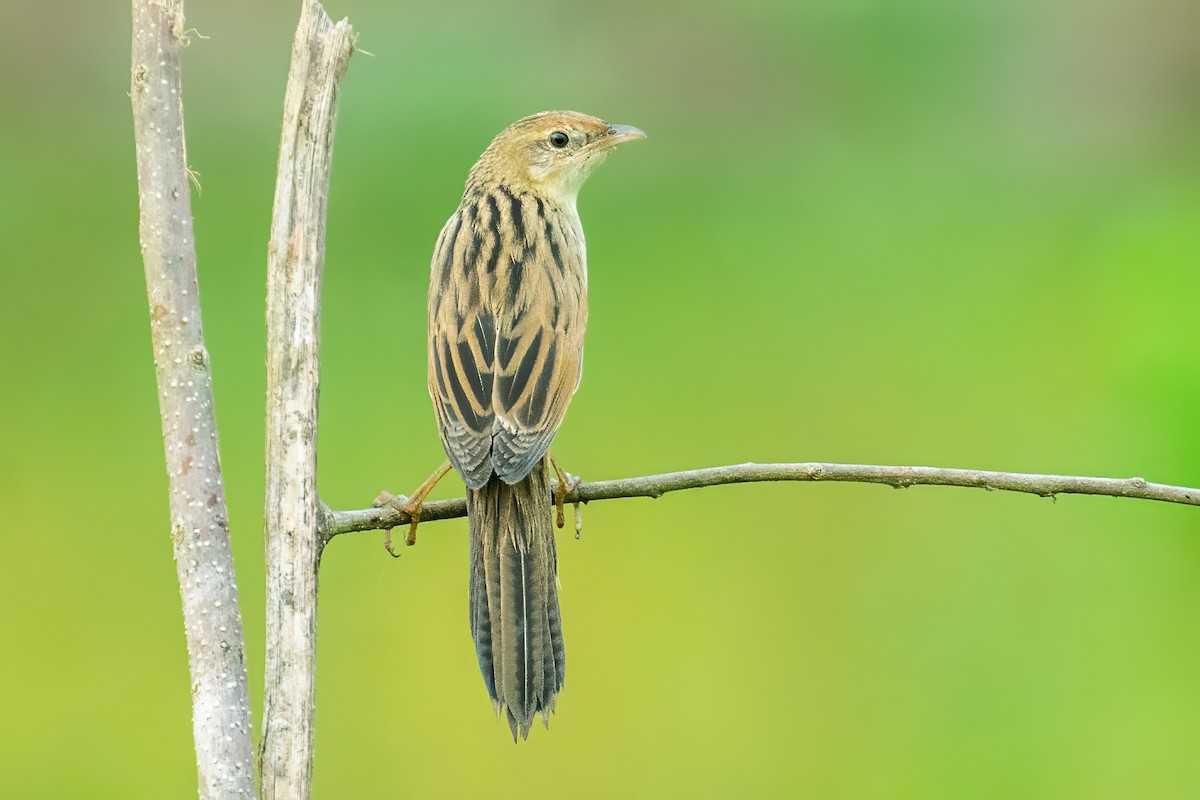 Borstenbuschsänger - ML654875357