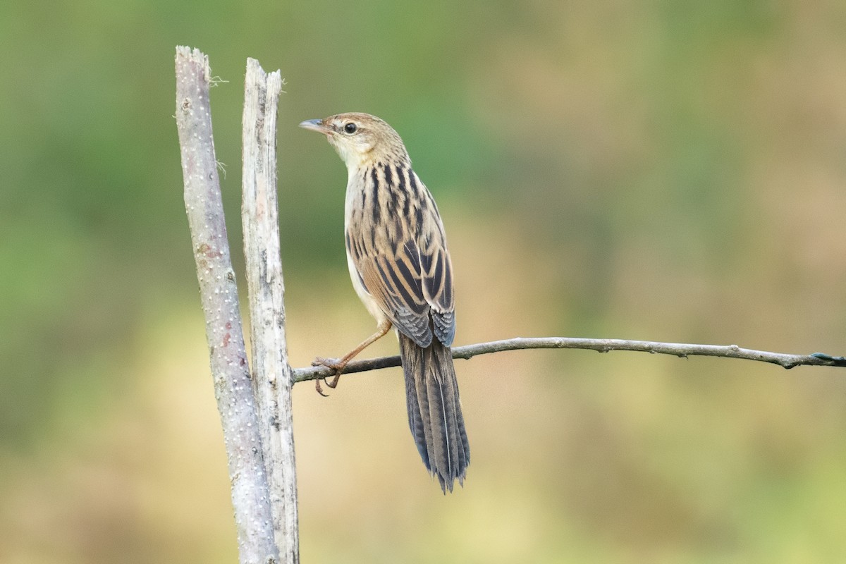 Borstenbuschsänger - ML654875358