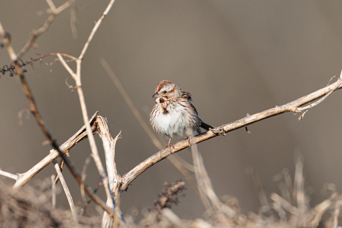 Song Sparrow - ML654875731
