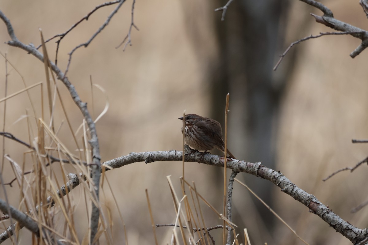 Song Sparrow - ML654876564